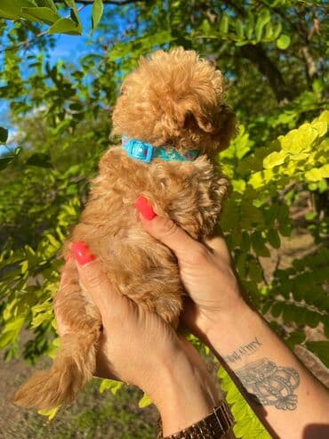 ovcari psi: Odgajivacnica pasa "Happy Puppies" ima u ponudi muzjake patuljaste i — 7