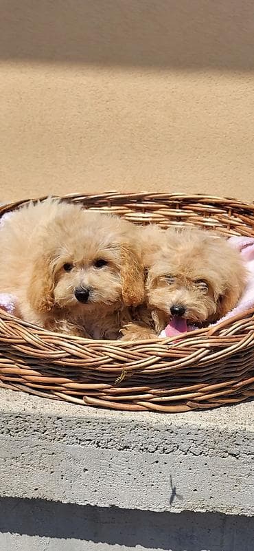 psi na poklon smederevo: Maltipoo-Bipooo Na prodaju stenci oba pola ostenjeni 01.05.2026.Majka — 6