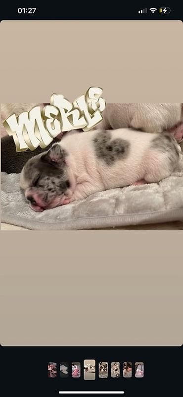 američki staford štene: Francuski buldog štenci – merle šara - Prelepi štenci francuskog — 1