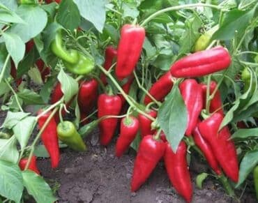 peć za pečenje prasića: Paprika Kurtovska Kapija – Domaća Ajvaruša Cena:400din/10 semenke — 2