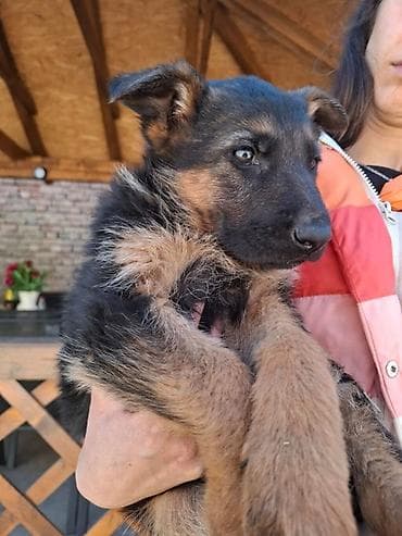 Na prodaju štenci Nemačkog Ovčara, uredno očišćeni od glista/parazita — 1