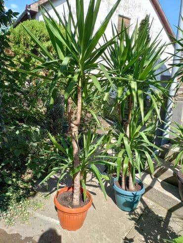 aku trimer za travu lidl: Yucca biljka sa karakterističnim deblom i dugim, šiljastim zelenim — 3