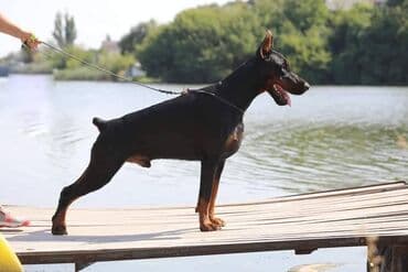 štenci nemačkog ovčara: GROM Doberman Kennel predstavlja stenad iz linijskog parenja Pride of — 3