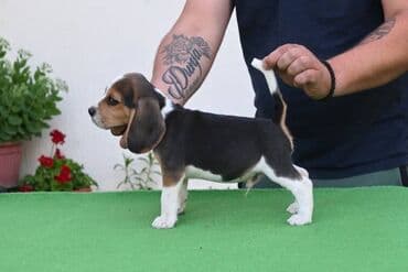 toy pudla novi sad: NEO'S STYLE KENNEL FCI 8177 Naša odgajivačnica objavljuje novo leglo U — 7