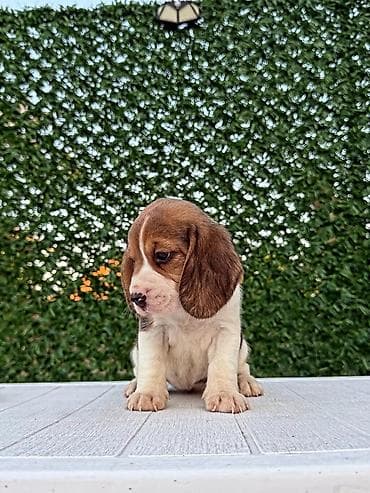 privezak na engleskom: ŠTENCI BIGLA – The Lovely Dogs Pogledajte vrhunski kvalitet naših — 4