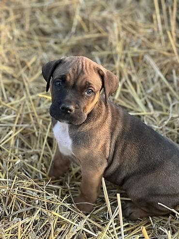 beli psi veliki: Rasa Cane Corso snažne građe) Starost: 45dana Boja dlake: nijanse — 2