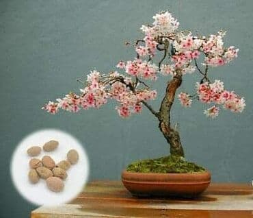 mini motorne testere: Sakura Bonsai mini japanska trešnja seme
Cena: 550din/5 semenki — 4