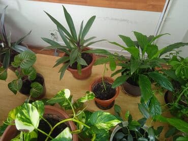 Other Houseplants: Sobne biljke u saksijama – razne vrste - Spathiphyllum (mirni — 1