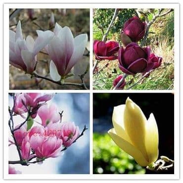 filteri za bazen tip a: █▬█ █ ▀█▀ *** EXTRA PONUDA *** Magnolije Mix boja 30 semenke Saljemo — 2