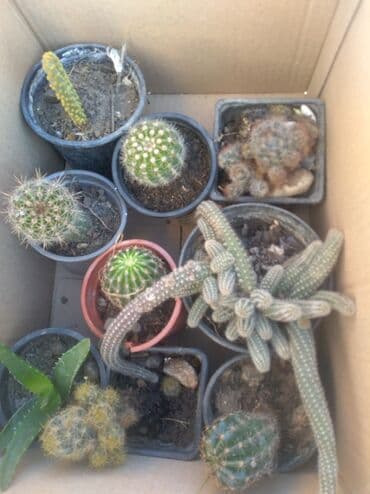 sobna harmonika vrata cena: Kaktusi više vrsta 200 dinara — 1