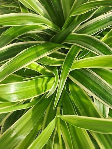 Daske za peglanje: Chlorophytum, velika,raskosna biljka sa prve slike je 3000 — 3