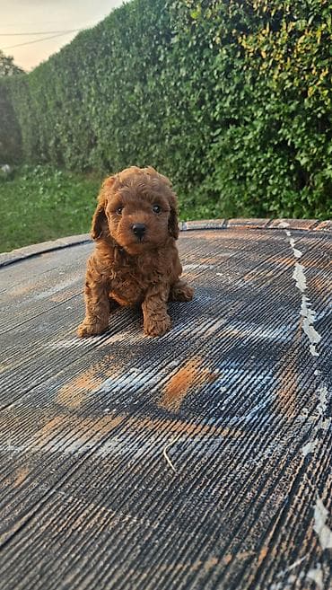 cavapoo stenci: Dostupni štenci aprikot mini i crvene toy pudle 🐩 Od veoma — 1