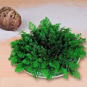 pustinjska ruza sadnice prodaja: Jerihonska ruža Cena:900din Ako ružu iz Jerihona stavite u običnu — 6