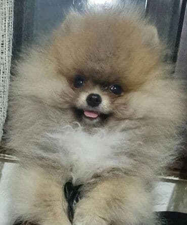 Psi: Pomeranac / Pomeranian / Boo štenci Ako ste odgovorna osoba i imate — 10