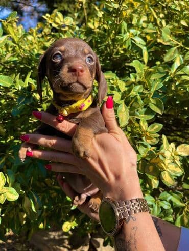 egzoticne ptice prodaja: Odgajivacnica pasa "Happy Puppies" ima u ponudi patuljaste jazavicare — 7