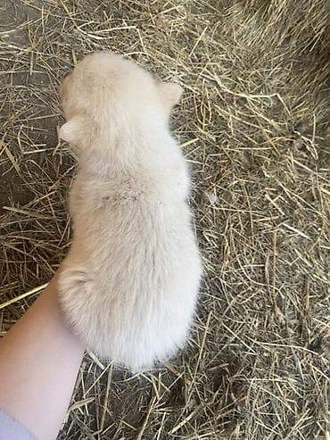 mesanac malinoa i nemackog ovcara: Štene mesanci otac zlatni retriver retrivera tek prijeli nisu — 2