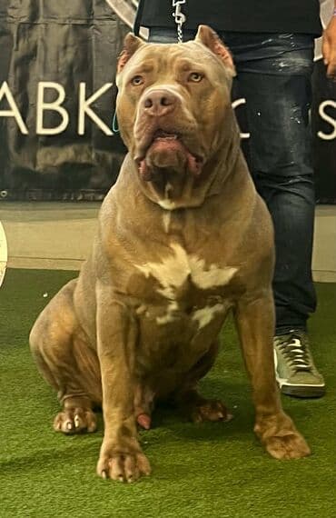 Životinje: Vrhunski štenci American Bully XL dostupni za prodaju. Krvna linija — 6