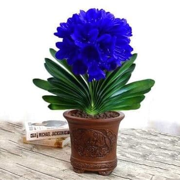 pustinjska ruza seme: Clivia seme
Cena 650din — 5