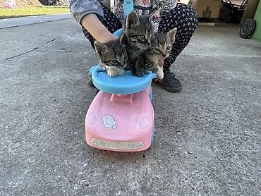 britanska kratkodlaka mačka poklanjam: Poklanjam mačiće 2 zenke ( belo-zelene ) i jednog muzjaka zelen — 1