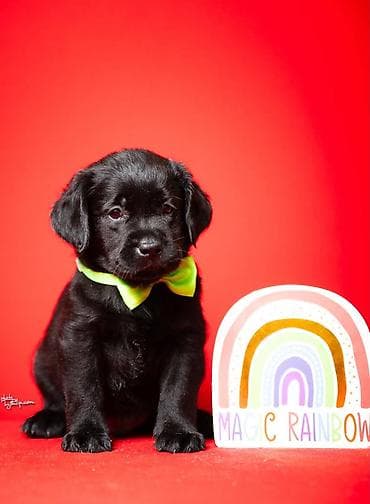tocak za macke: Crni i braon mužjak Labrador retrivera  Crni i braon mužjak iz — 2