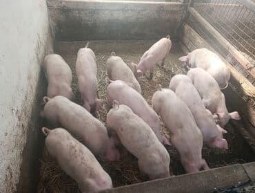 Mačke: Na prodaju prasici od 23 do 28 kg. cena 330 din. po kg — 3