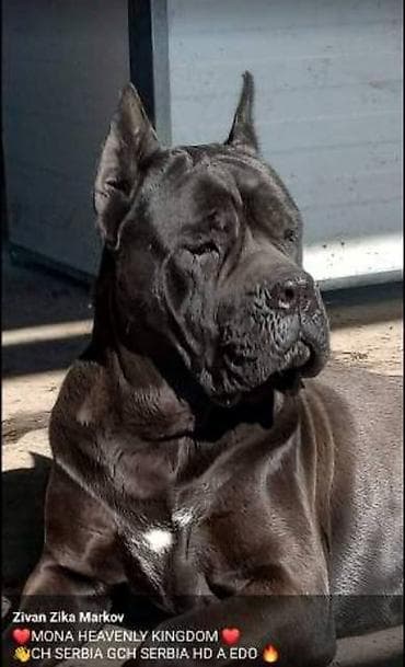 psi: Kane Korso štenci Odgajivačnica Cane Corso Kennel Heavenly Kingdom FCI — 10
