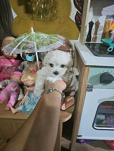 Glodari: Dostupan maltezer sitne gradje. Veseo, umiljat, naviknut na igru sa — 5