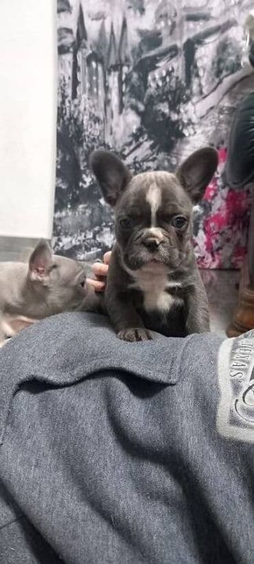 Psi: Francuski buldog štenci egzotičnih boja veseli umiljati, stručno — 6