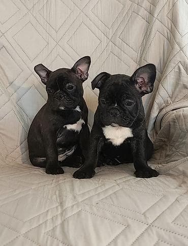 francuski buldog crni: Francuski buldog dve zenkice spremne za preuzimanje kompletno — 4