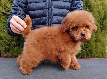 poklanjam kuce: Crvene toj i patuljaste pudlice, 2 ženska i 2 muška kučeta na prodaju — 3