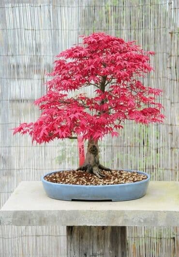 mini motorne testere: Sakura Bonsai mini japanska trešnja seme
Cena: 650din/5 semenki — 7