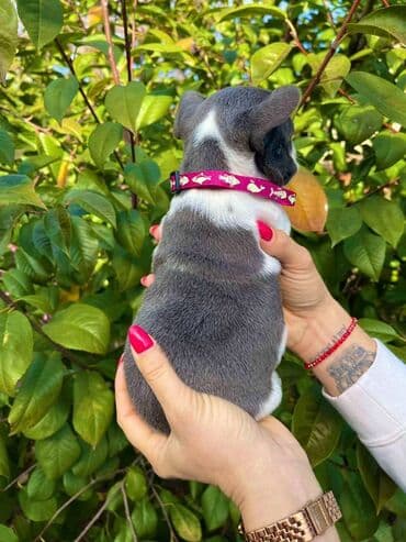 francuski buldog plavi cena: Odgajivacnica pasa "Happy Puppies" ima u ponudi francuski buldog — 7