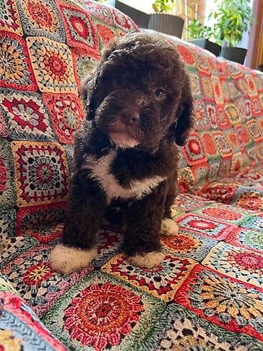 Nasa odgajivacnica lagotto romagnolo pasa A GANG OF LAGOTTA FCI 7244