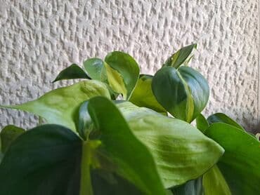 vuneni tepih cena: Filadendron Brasil sa prve i druge slike je 800, Dracena Marginata — 2