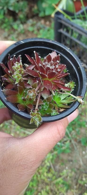 krevete i ugaonici: Sukulenti – čuvarkuće (Sempervivum) u saksiji - Više rozeta u jednoj — 6