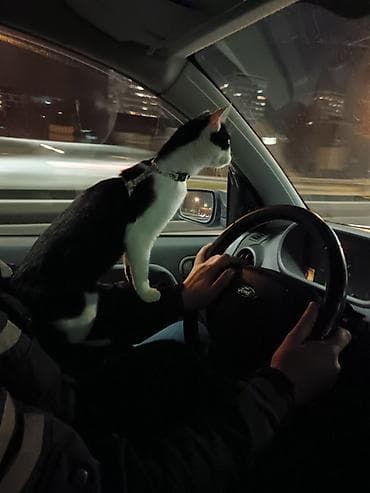 ptice na poklon: Pet shop “Maza & Nera” – sve za ljubimce na jednom mestu Pored — 6