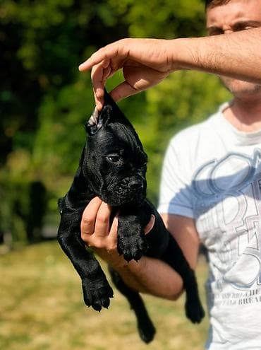 rasni psi na poklon: Ako tražite vernog člana porodice, obratite se nama i postanite — 1