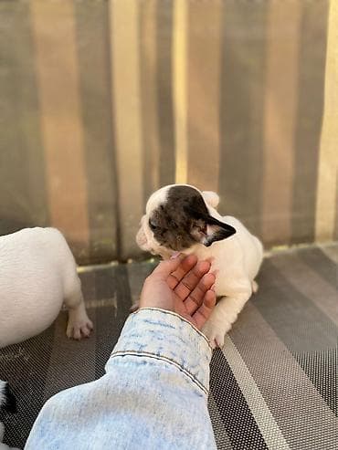 mali psi za stan cena: 🔥 TOP FRANCUSKI BULDOG ŠTENCI 🔥 Na prodaju vrhunski štenci francuskog — 5