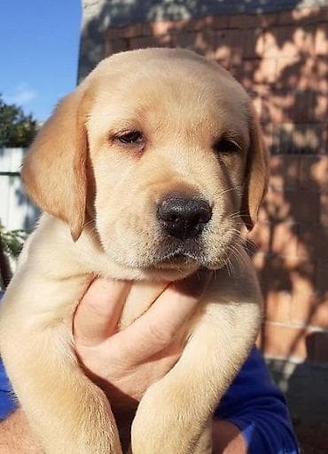 Labrador štenci na prodaju u žutoj i crnoj boji, oba pola u ponudi