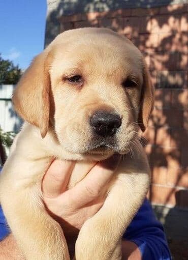 pudlice na prodaju: Labrador štenci na prodaju u žutoj i crnoj boji, oba pola u ponudi — 2