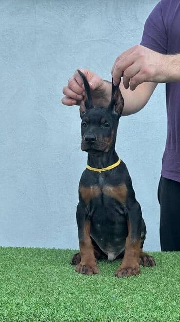 Životinje: DOBERMAN stenci, vrhunskog porekla, sa genetskim testovima roditelja — 6