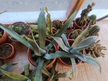 wc solja novi sad: Aloe Vera više vrsta — 4