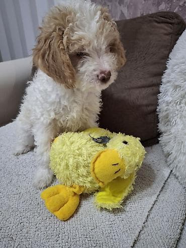 mali psi za stan: Štenci kovrdžavog, male veličine, bele i braon boje - — 5