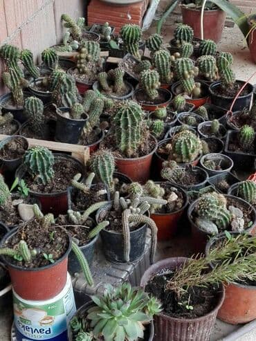 decije sobe za devojcice: Kaktusi — 1