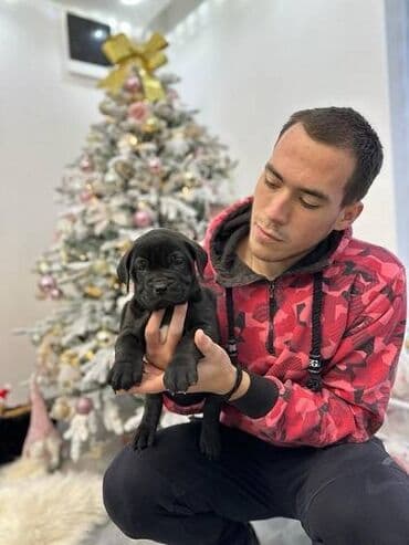 haski štenci prodaja: Presa canario stenci vrhunskog kvaliteta i porekla registrovana — 2
