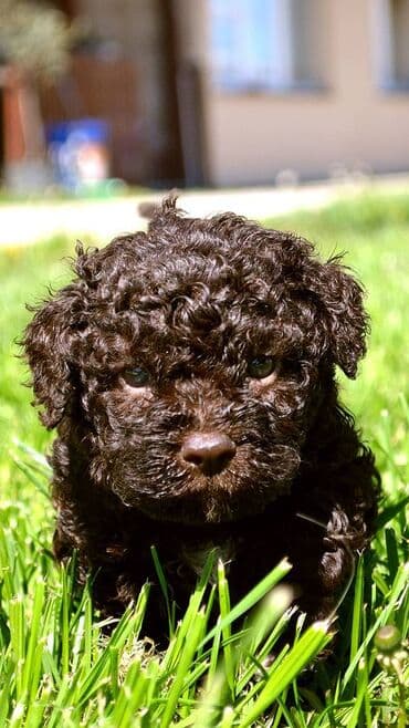 Sweatpants: Lagotto Romagnolo štenci dostupni u odgajivačnici Ideal Dale Otkrijte — 11