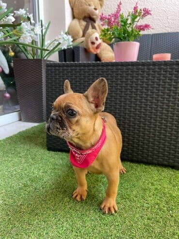 francuski buldog plavi cena: Odgajivacnica "Happy Puppies" ima u ponudi prelepe stence francuski — 8