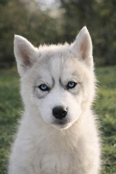 Sibirski haski štenci – leglo Archangel, odgajivačnica Angel Vision