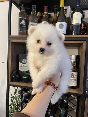 pudla oglasi: Pomeranac štene – bela boja - Presladak, pahuljast pomeranac sa — 3