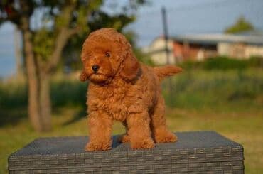 Pets & Animals: Toy pudle Odgajivacnica "Team AS Trajkovic" u ponudi ima prelepe toy — 6
